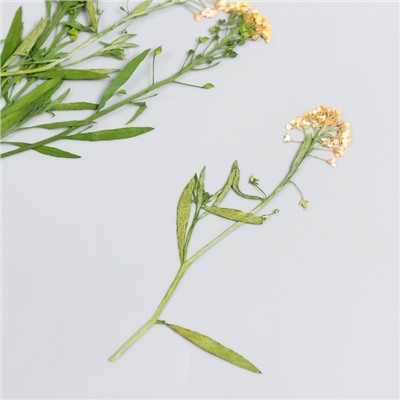 Сухоцвет "Луговой цветок" оранж  h=5-8 см