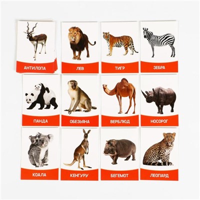 Обучающие карточки «Изучаем английский. Животные жарких стран», 16 штук, 3+