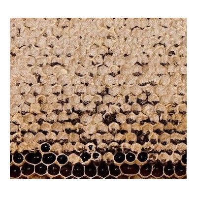 Мед в сотах Гречишный в рамке от 1,5 до 2 кг (проставлять количество в рамках)