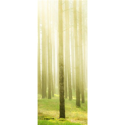 Рулонная штора термоблэкаут "Весеннее утро в лесу"  (d-200783-gr)