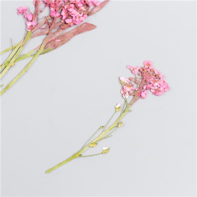 Сухоцвет "Луговой цветок" фуксия  h=5-8 см