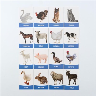Обучающие карточки «Изучаем английский. Домашние животные и птицы», 16 штук, 3+