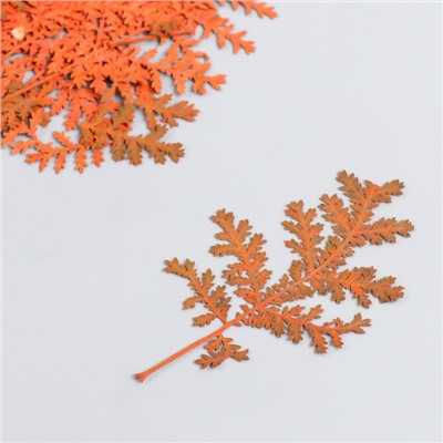 Сухоцвет "Лист папоротника" оранж h=4-7 см