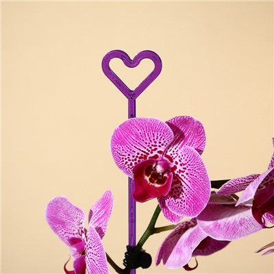 Опора для орхидей, h = 44 см, пластик, фиолетовая, МИКС