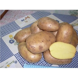 Картофель семенной Тулеевский элита (1кг) (Код: 83232)