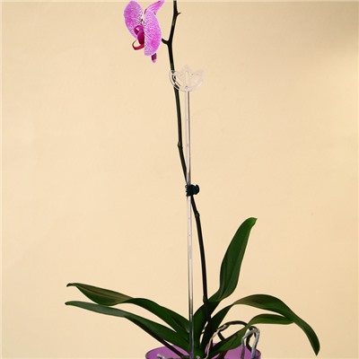 Опора для орхидей, h = 44 см, пластик, прозрачная, МИКС