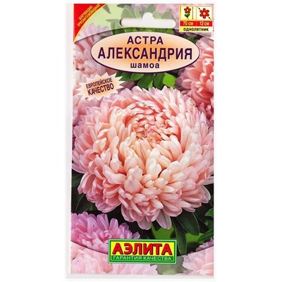 Астра Александрия Шамоа  (Код: 13733)