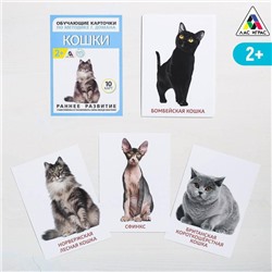 Обучающие карточки по методике Г. Домана «Кошки», 10 карт, А6