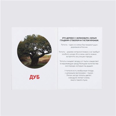 Обучающие карточки по методике Г. Домана «Деревья», 12 карт, А6