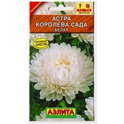 Астра Королева сада белая (Код: 79832)