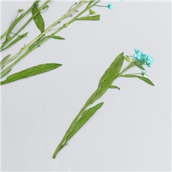 Сухоцвет "Луговой цветок" голубой  h=5-8 см