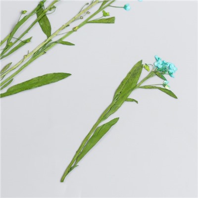 Сухоцвет "Луговой цветок" голубой  h=5-8 см