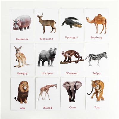 Обучающие карточки по методике Глена Домана «Животные жарких стран», 12 карт, А6, в коробке