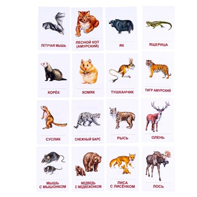 Карточки обучающие "Дикие животные-2" 16 шт., 6,3 х 8,7 см