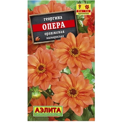 Георгина Опера Оранжевая низкоросла