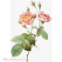 Гидролат Дикой Розы Душка-Отдушка