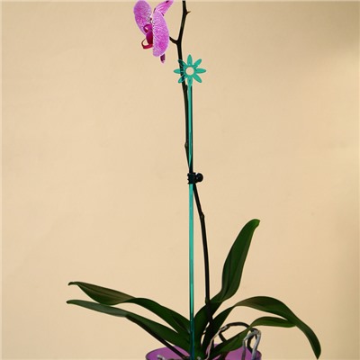 Опора для орхидей, h = 44 см, пластик, бирюзовая, МИКС