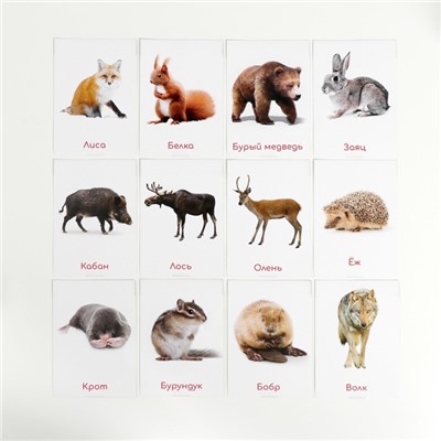 Обучающие карточки по методике Глена Домана «Дикие животные», 12 карт, А6, в коробке