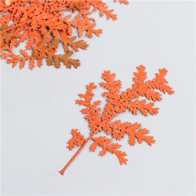 Сухоцвет "Лист папоротника" оранж h=4-7 см