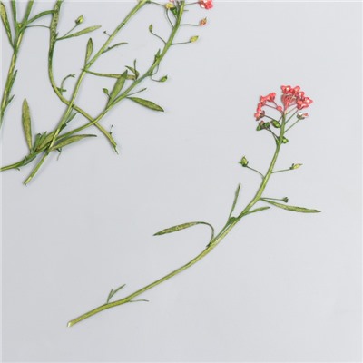 Сухоцвет "Луговой цветок" красный  h=5-8 см
