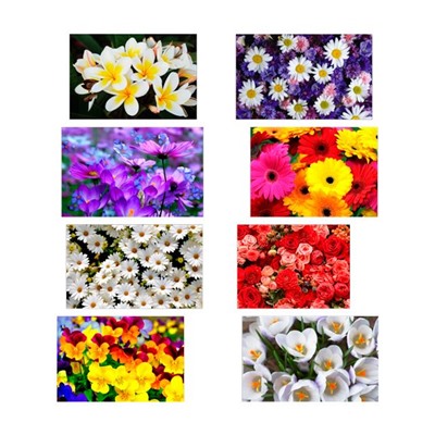 Набор водорастворимых картинок - Цветочная поляна №2